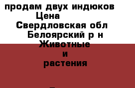 продам двух индюков  › Цена ­ 2 500 - Свердловская обл., Белоярский р-н Животные и растения » Другие животные   
